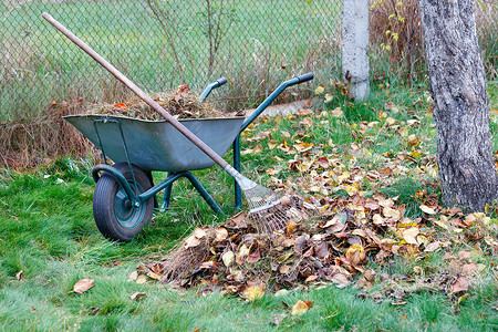 在秋天的花园里 有一辆花园手推车 上面有收集到的落叶和干草 还有一个金属耙子 特写背景图片