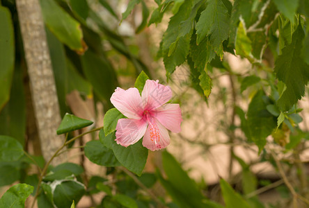 淡绿色叶子背景上的粉红花朵花瓣月季绿色树叶植物粉色木槿宏观植物群花园背景图片