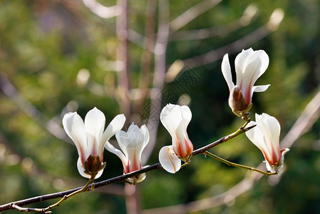 白木兰花开始在春天的花园里开花高清图片