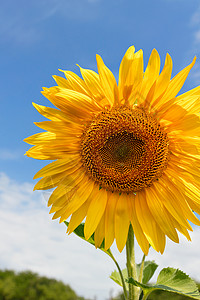 盛开的向日葵 在夏季蓝天幕后 特写背景图片