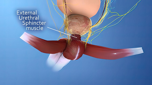 男性生殖器官3D说明解剖医院机能诊所考试前列腺医师从业者泌尿科科学治疗背景图片