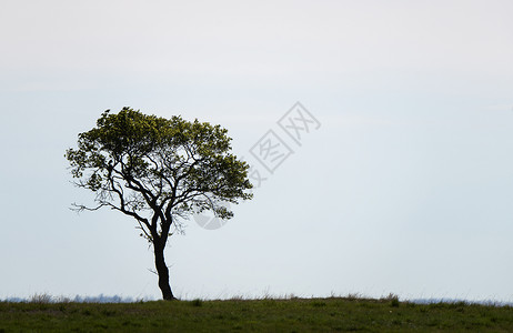 帕蕊孤树草地美化草原风景孤独天气农田牧场乡村地平线背景图片