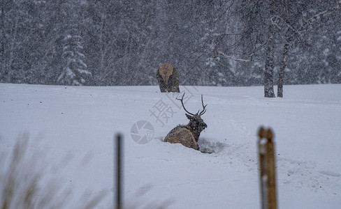 加拿大冬季的石头农村架子棕色哺乳动物鹿角背景图片