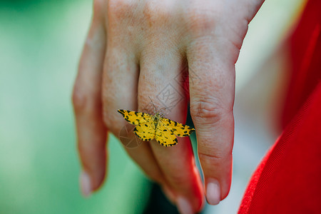 一只蝴蝶紧紧贴在一位女祭司的手指上 今天神秘异教崇拜者男性女士仪式上帝女性洞穴木头魔法宗教文化背景图片