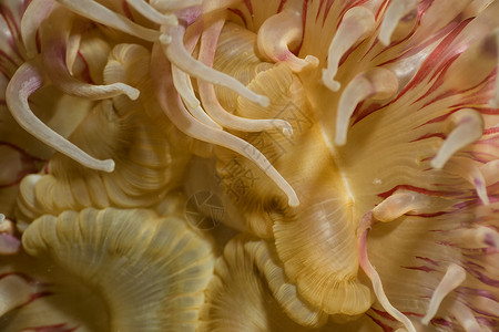 加拿大海葵色彩多彩的anemonone 水下宏观图画生物海洋生物学海上生活摄影微距背景
