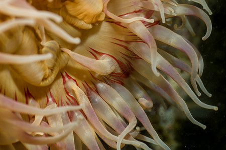 加拿大海葵不列颠哥伦比亚省自然高清图片