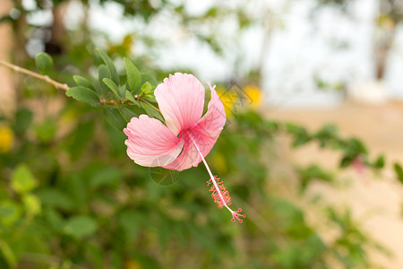 粉色芙蓉花夏天开花高清图片