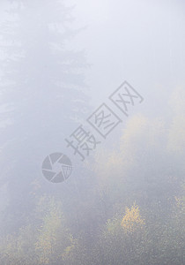 萨斯喀彻温省北部秋秋场景叶子风景摄影国家森林背景图片