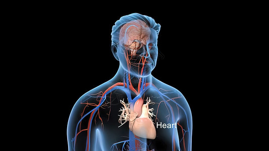 透明血液素材活动透明的人血液循环系统人工血液循环系统保健科学树干动脉卫生病人身体心脏病学流动药品背景