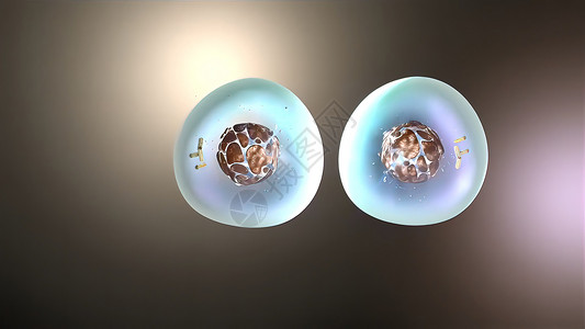 3D 细胞分裂 脊髓灰质疏松的医疗说明划分药品微生物细胞细胞质新生活生育力染色体胚胎克隆背景图片