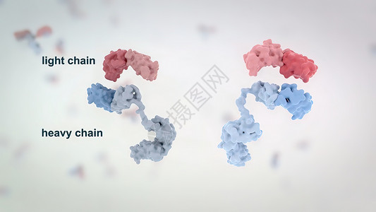 多肽分子结构典型的抗体分子结构 反体和氨基酸细菌聚合物生物学氨基疫苗技术宏观免疫学生物化学背景