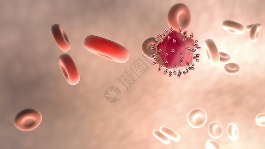 生物波血液中甲型肝炎病毒的历程风疹肝炎人类疾病细胞感染免疫系统疫苗人力资源生物学背景
