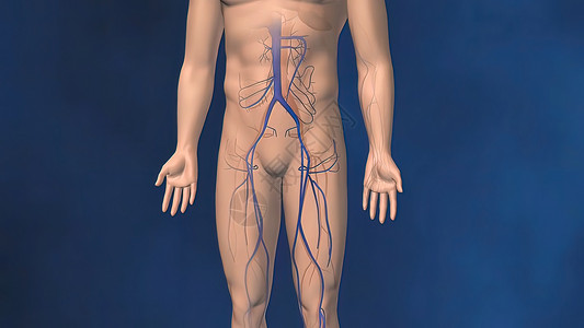 静脉栓塞损伤血液流动 腿静脉解剖 红血细胞 人体解剖背景