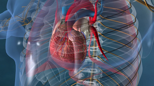 人体器官(神经系统的心)解剖背景图片