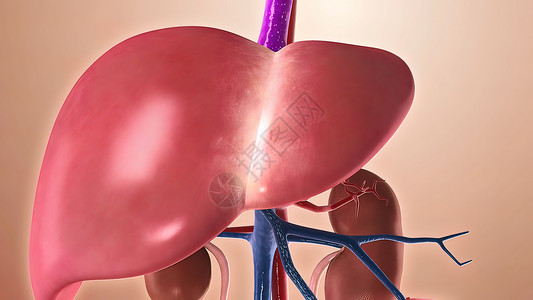 位置测定系统人体解剖学 其肾和肝脏等人体器官的拼合在解剖正确位置上腹部插图药品疾病食管生物殖民地食物冒号消化系统背景
