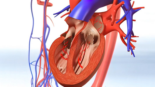 透明血液素材将血液换为心脏脉动插图竞赛法庭蓝色静脉篮子篮板扫描系统背景