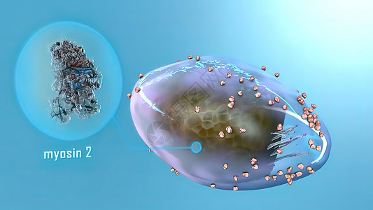 中心粒附肢分子生物学高清图片