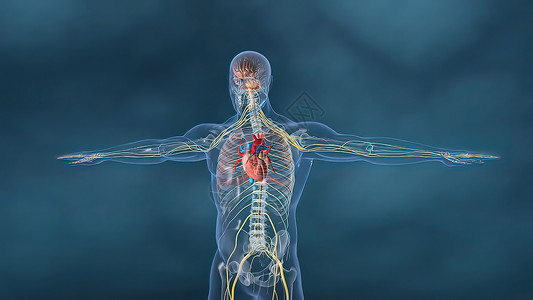 人体器官神经系统心脏与神经系统心室生活心血管射线药品静脉男性身体图表生物学背景图片