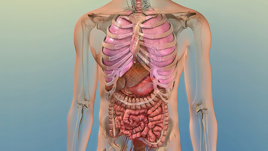 人类内部消化器官活体解剖3D插图概念胆囊视频肝病肝硬化脂肪酸医生解剖学3d男性癌症背景图片