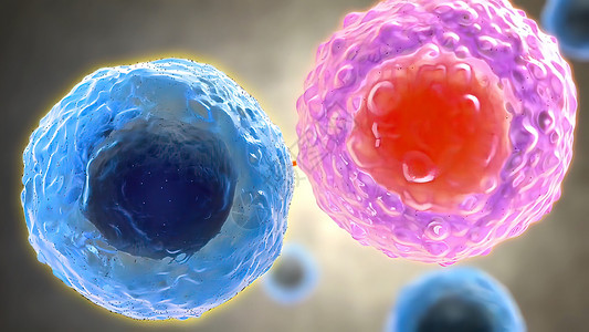 B细胞和T细胞受体对抗原的识别癌细胞保健激素绘图核子倍率受精卵免疫学机制细胞核背景图片