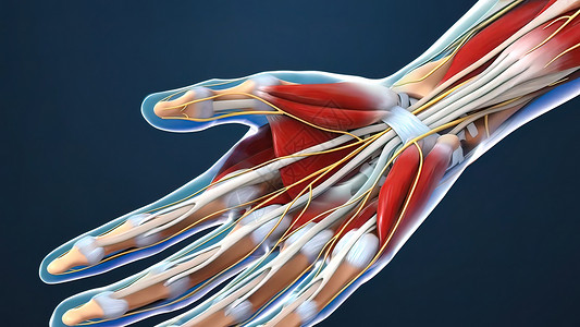 手臂麻木解剖学手指高清图片