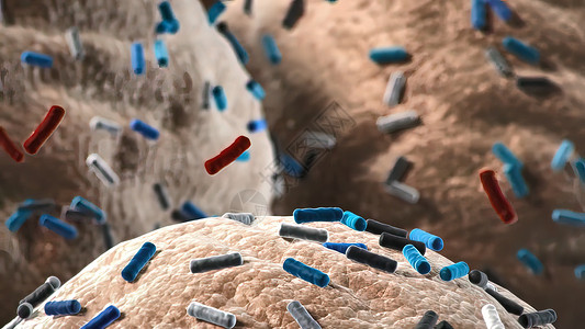 小肠 乳酸细菌 抗生菌的正常植物群酸奶科学微生物插图解剖学腹部身体冒号病理药品背景图片
