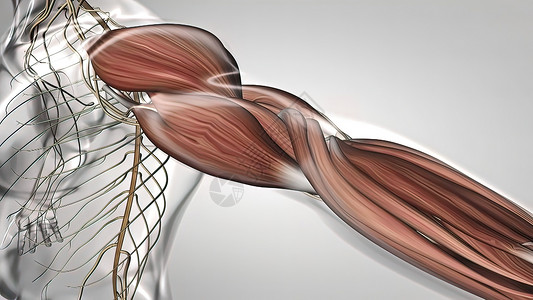 人体肌肉解剖学 包括肩峰切口骨头生物学健康仪器肌腱锁骨手术手臂背景图片