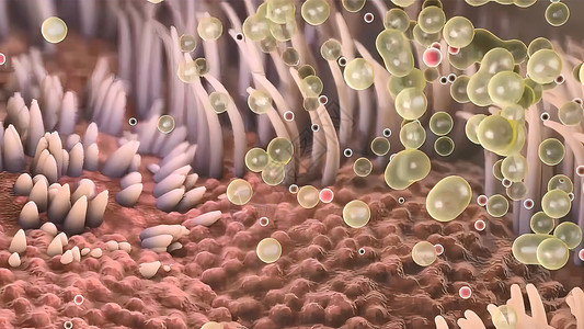 Alveoli医疗呼吸系统 医用插图二氧化碳胸部生物承包紧迫感呼吸道免疫学细胞医学疾病背景图片
