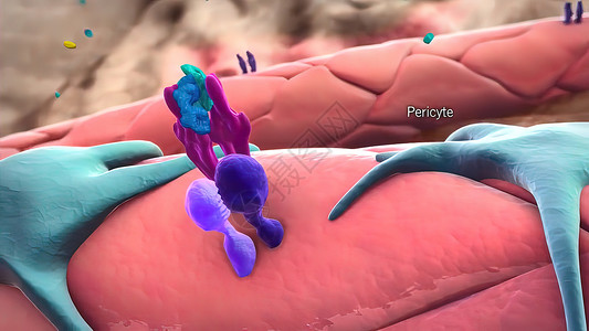 人体p图素材3D医疗图解 三维分立体细胞 空间孤立的缩缩式细胞Pericytes疾病心脏病图形血流生物学脉动毛细管分子身体结构背景