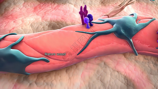 人体p图素材3D医疗图解 三维分立体细胞 空间孤立的缩缩式细胞Pericytes脉动世界生物学图形静脉血流失血科学结构免疫系统背景