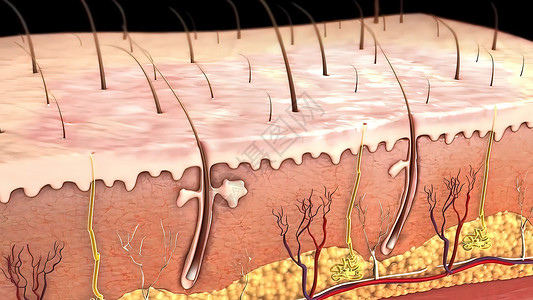 漂浮图皮肤解剖图 比较好的皮肤和有皱纹的皮肤 显示年轻皮肤和老年皮肤的皮肤横截面图真皮激素疾病药品生物学毛孔卵泡动脉静脉解剖学背景
