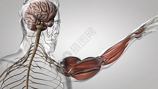 人体肌肉素材人体肌肉解剖学 包括生物学韧带眼泪外科运动仪器组织肩膀损伤清创背景