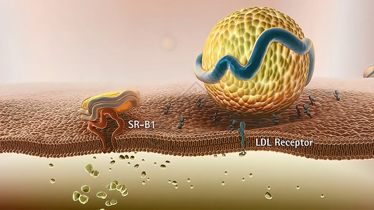高密度脂蛋白新陈代谢和逆转胆固醇迁移计算机药品医学受精卵脂肪传染科学细胞结构背景