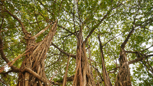 桑根皮在马尼拉的Ayala三角公园 在环状运动中录相拍摄 电子稳定 电平式稳定橡木木头树干嘉年华皮肤榕树植物丛林环境季节背景