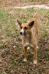 住在切尔诺贝利隔离区的斯特拉尼狗狗狗犬辐射悲剧灾难宠物原子异化背景图片