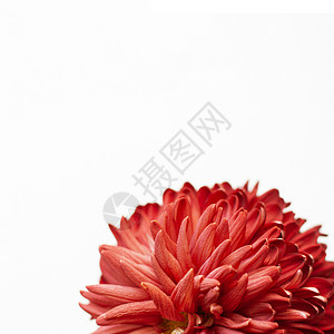 红大菊花 在白色平底背景上 班纳形状红色同质香味横幅背景图片