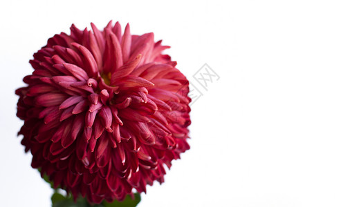 红大菊花 在白色平底背景上 班纳形状香味红色同质横幅背景图片