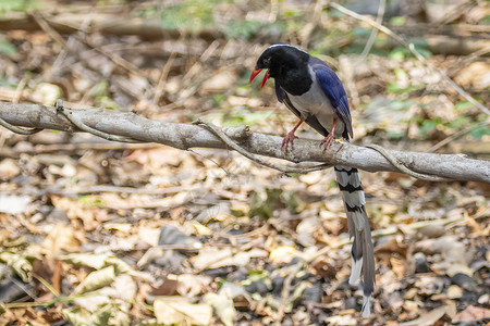 红色标单的蓝麦鸟在树枝上的照片 关于自然背景 动物男性森林鸟类野生动物摄影计费花蜜热带荒野翅膀背景图片