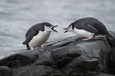 帽带企鹅南极洲的两只企鹅背景