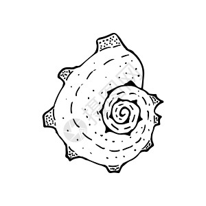 深圳玫瑰海岸手工绘制的贝壳螺旋式螺旋 纹理上有很多点动物海岸贴纸热带绘画海洋生活涂鸦草图软体插画