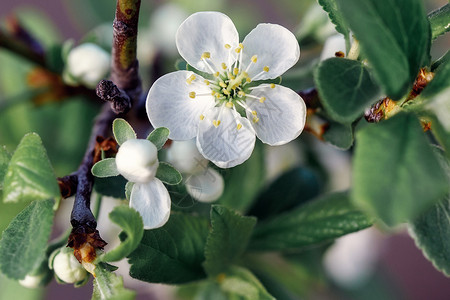 白花的春季边框或背景背景图片