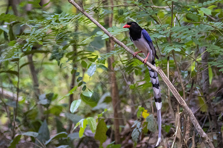 红色标单的蓝麦鸟在树枝上的照片 关于自然背景 动物热带计费荒野野生动物尾巴男性翅膀羽毛蓝色摄影背景图片