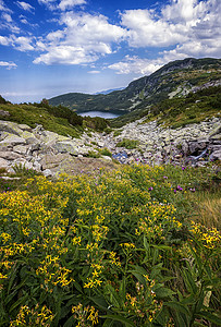 白日依山尽山上美丽的白日风景 前面有黄色花朵 垂直视图背景