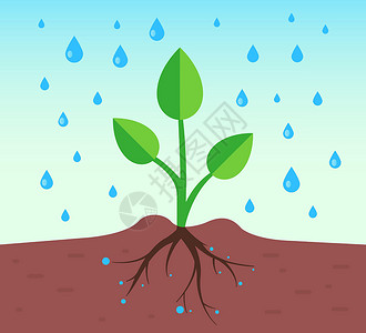 茄条有根系的植物 下着雨插画