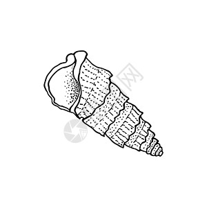 草图绘制手工绘制的贝壳螺旋式螺旋 纹理上有很多点海鲜热带假期海洋海滩海星情调贴纸动物涂鸦插画