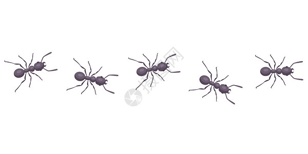 黑蚂蚁排成一队 寄生虫接管房子插画