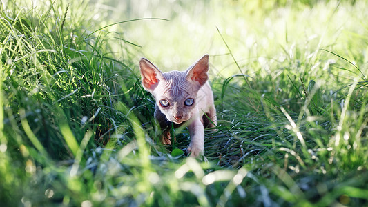 绿色眼睛小猫一只加拿大小猫菲芬克斯溜向高草的摄像头 仿佛要攻击一样背景