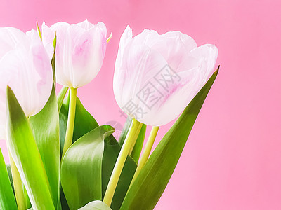 粉红色背景的白色郁金香 美丽的花朵和花卉礼物花束叶子花瓣植物学粉色女士女性化地球植物创造力背景图片