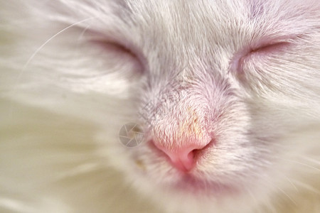 猫睡觉白色土耳其白色近身颜色猫科动物眼睛童年婴儿晶须动物虎斑头发猫咪耳朵背景