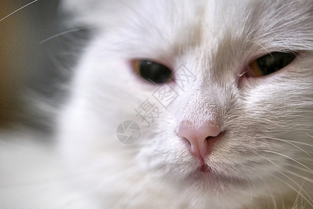 猫脸花白猫脸色模糊背景的近相颜色背景